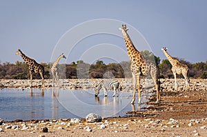 Group of wild animals near a waterhole in the Etosha National Park, in Namibia