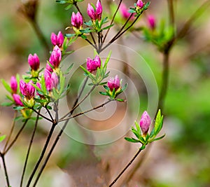 Group of Wild Appalachian Mountain Pink Azalea Buds