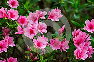 Group of Wild Appalachian Mountain Pink Azalea photo