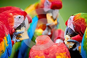 Group of wild Ara parrots, Ara macao and hybrids of Scarlet Macaw and Great green macaw, portrait photo