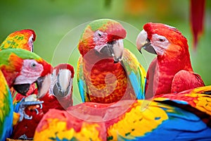 Group of wild Ara parrots, Ara macao and hybrids of Scarlet Macaw and Great green macaw, portrait photo of colorful amazonian
