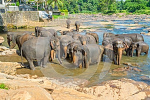 Group of wild Asian elephant bathing in Pinnawala village of Sri Lanka.