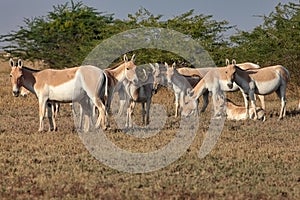 Herd of wild asses photo