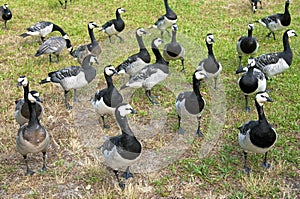 A group of wild barnacle geese in a park photo