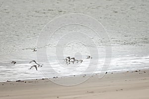 A group of wild birds on the beach