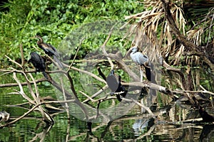 Wild birds resting on a dead tree branches over the lake water