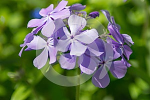 Group of Wild Blue Phlox, Phlox divaricate