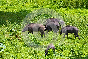 Group of Wild boar(Sus scrofa)