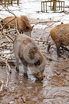 Group of Wild Boar Sus scrofa in mud puddle