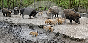 Wild boars foraging