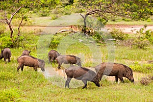 Group Wild boars grazing photo