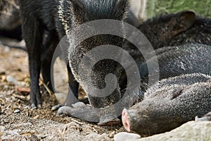 Group of Wild boars lying in the Papiliorama Zoo in Switzerland, close-up