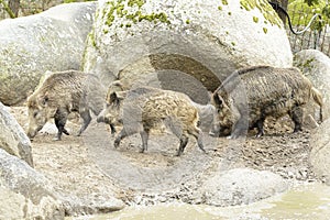 Group of wild boars (Sus scrofra)