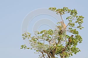 Group of wild Campbell`s mona monkeys sitting in tree top isolated against blue sky, Senegal, Africa