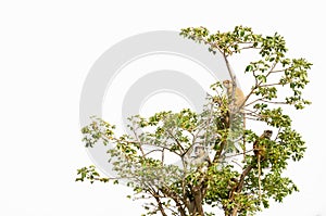 Group of wild Campbell`s mona monkeys sitting in tree top isolated against white, Senegal, Africa