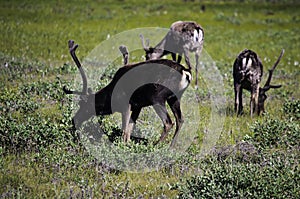 Group of wild Caribou