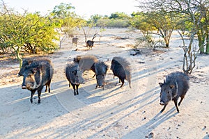 Group of wild Chacoan peccary, Paraguay Chaco, Gran Chaco, Paraguay, Latin America, South America. photo