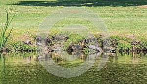 Group of Wild Cooter Turtles Sunning on a Lake Bank