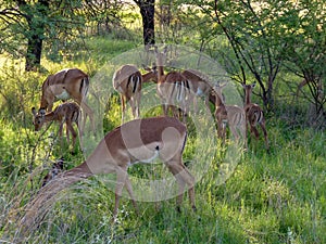 A group of wild deer together grazing on grass in the Bushveld