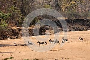 A group of wild dogs Lycaon pictus staying close to the Luangwa river