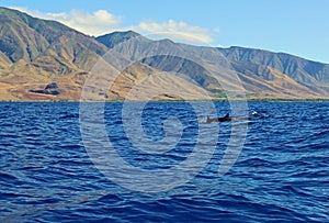 Group of wild dolphins