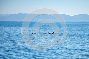 Group of wild dolphins in adriatic sea near croatia cost