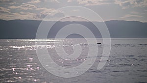 Group of wild dolphins swimming, porpoising, jumping out of water in the sea .