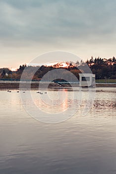 Group of wild ducks floating in the lake in golden hour sunset with autumn forest on background. Flock of ducks in the reservoir