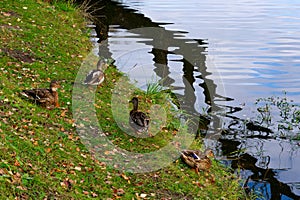 Group of wild ducks near the pond in summertime, wild ducks on the shore are ready to swim