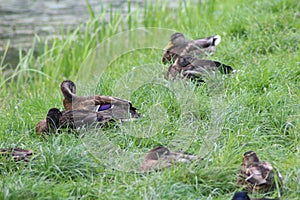 Group Wild ducks photo