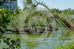 Group of wild ducks sitting on the fallen tree on the river