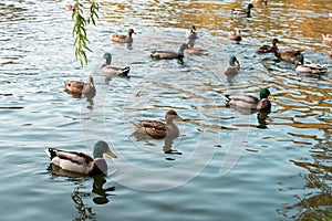 Group of wild ducks swimming in the lake.