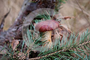 Group of wild edible bay bolete known as imleria badia or boletus badius mushroom on old hemp in pine tree forest