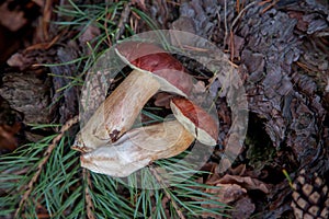 Group of wild edible bay bolete known as imleria badia or boletus badius mushroom on old hemp in pine tree forest