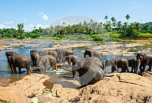 Group of wild elephant in Pinnawala village of Sri Lanka.