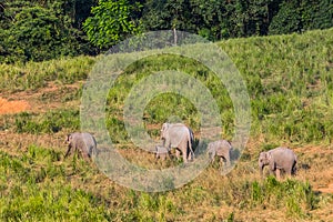 Group of Wild Elephant walking to salt lick