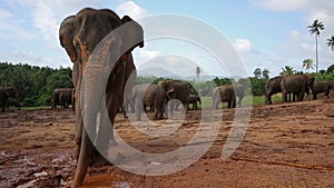 Group of wild elephants