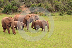 Group of wild elephants africa