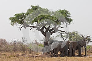 Group of wild elephants in southern Africa.