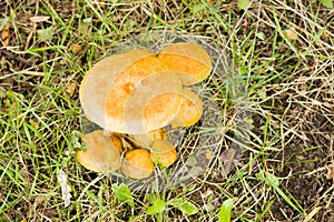 Group of wild Enokitake mushrooms