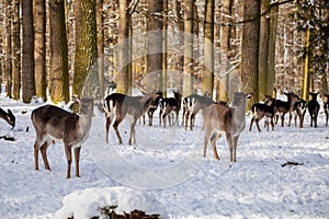 A group of wild fallow deers lying and resting in the garden of medieval Castle Blatna in winter sunny day  Herd of red deer in