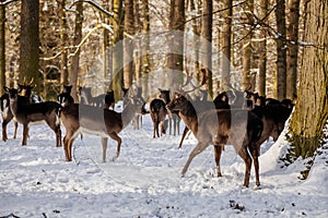 A group of wild fallow deers lying and resting in the garden of medieval Castle Blatna in winter sunny day  Herd of red deer in