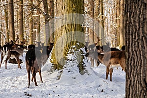 A group of wild fallow deers lying and resting in the garden of medieval Castle Blatna in winter sunny day  Herd of red deer in