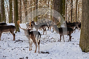 A group of wild fallow deers lying and resting in the garden of medieval Castle Blatna in winter sunny day  Herd of red deer in