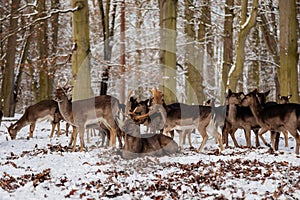 A group of wild fallow deers lying and resting in the garden of medieval Castle Blatna in winter sunny day  Herd of red deer in