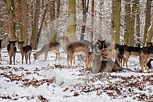 A group of wild fallow deers lying and resting in the garden of medieval Castle Blatna in winter sunny day  Herd of red deer in