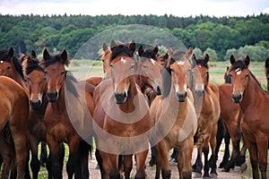 Group of wild free running brown horses on a meadow, standing side by side looking in front of the camera.