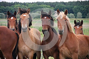 Group of wild free running brown horses on a meadow, standing side by side looking in front of the camera.