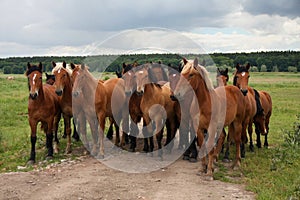 Group of wild free running brown horses on a meadow, standing side by side looking in front of the camera.