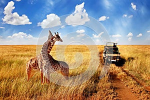 Group of wild giraffes in african savannah against blue sky with clouds near the road. Tanzania.